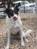 Gracie Answers Your FAQs